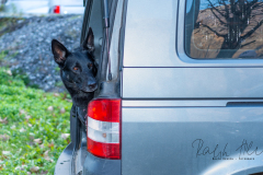 SM Fährtenhunde