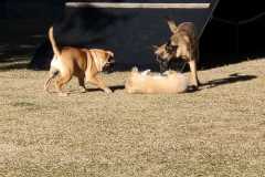 IMG-20220205-WA0016