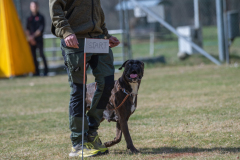 Concorso Internazionale Cani Di Utilità