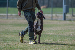 Concorso Internazionale Cani Di Utilità