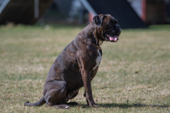 Concorso Internazionale Cani Di Utilità