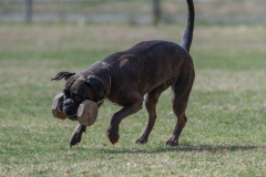 Concorso Internazionale Cani Di Utilità