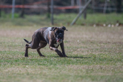 Concorso Internazionale Cani Di Utilità