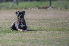 Concorso Internazionale Cani Di Utilità