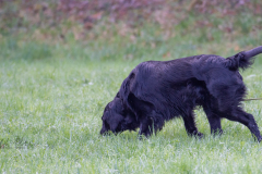 Concorso Internazionale Cani Di Utilità