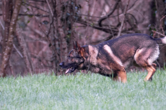Concorso Internazionale Cani Di Utilità