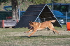 Concorso Internazionale Cani Di Utilità