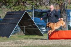 Concorso Internazionale Cani Di Utilità
