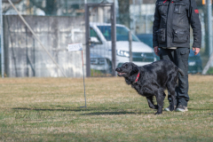 Concorso Internazionale Cani Di Utilità