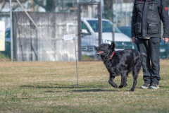 Concorso Internazionale Cani Di Utilità