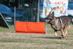Concorso Internazionale Cani Di Utilità