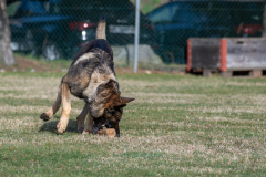 Concorso Internazionale Cani Di Utilità