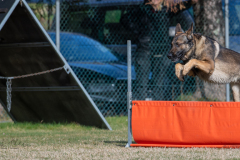 Concorso Internazionale Cani Di Utilità