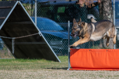 Concorso Internazionale Cani Di Utilità