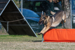 Concorso Internazionale Cani Di Utilità