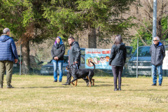 Concorso Internazionale Cani Di Utilità