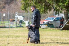 Concorso Internazionale Cani Di Utilità