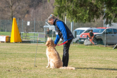 Concorso Internazionale Cani Di Utilità