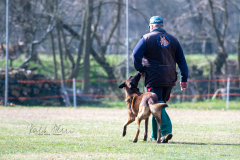Concorso Internazionale Cani Di Utilità