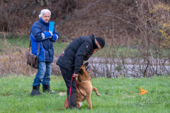 Concorso Internazionale Cani Di Utilità