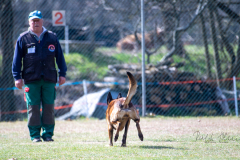 Concorso Internazionale Cani Di Utilità