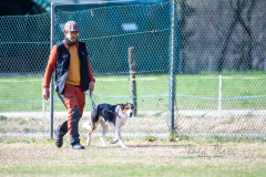 Concorso Internazionale Cani Di Utilità