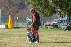 Concorso Internazionale Cani Di Utilità
