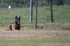 Concorso Internazionale Cani Di Utilità
