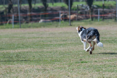 Concorso Internazionale Cani Di Utilità