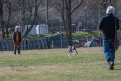 Concorso Internazionale Cani Di Utilità