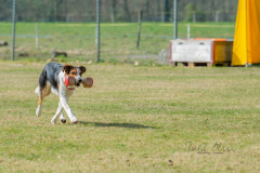 Concorso Internazionale Cani Di Utilità