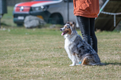Concorso Internazionale Cani Di Utilità
