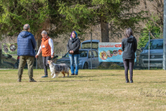 Concorso Internazionale Cani Di Utilità