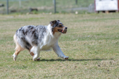 Concorso Internazionale Cani Di Utilità