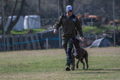 Concorso Internazionale Cani Di Utilità