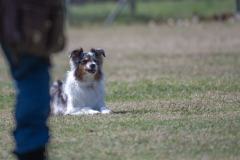 Concorso Internazionale Cani Di Utilità