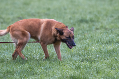 Concorso Internazionale Cani Di Utilità