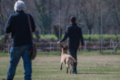 Concorso Internazionale Cani Di Utilità