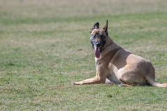Concorso Internazionale Cani Di Utilità