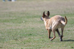 Concorso Internazionale Cani Di Utilità