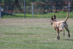 Concorso Internazionale Cani Di Utilità