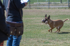 Concorso Internazionale Cani Di Utilità