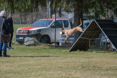 Concorso Internazionale Cani Di Utilità