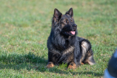 Concorso Internazionale Cani Di Utilità