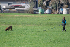 Concorso Internazionale Cani Di Utilità