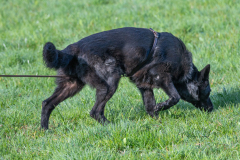 Concorso Internazionale Cani Di Utilità