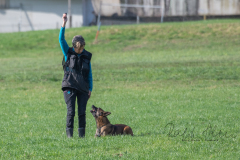 Concorso Internazionale Cani Di Utilità
