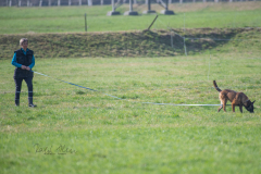 Concorso Internazionale Cani Di Utilità