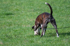 Concorso Internazionale Cani Di Utilità