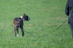 Concorso Internazionale Cani Di Utilità